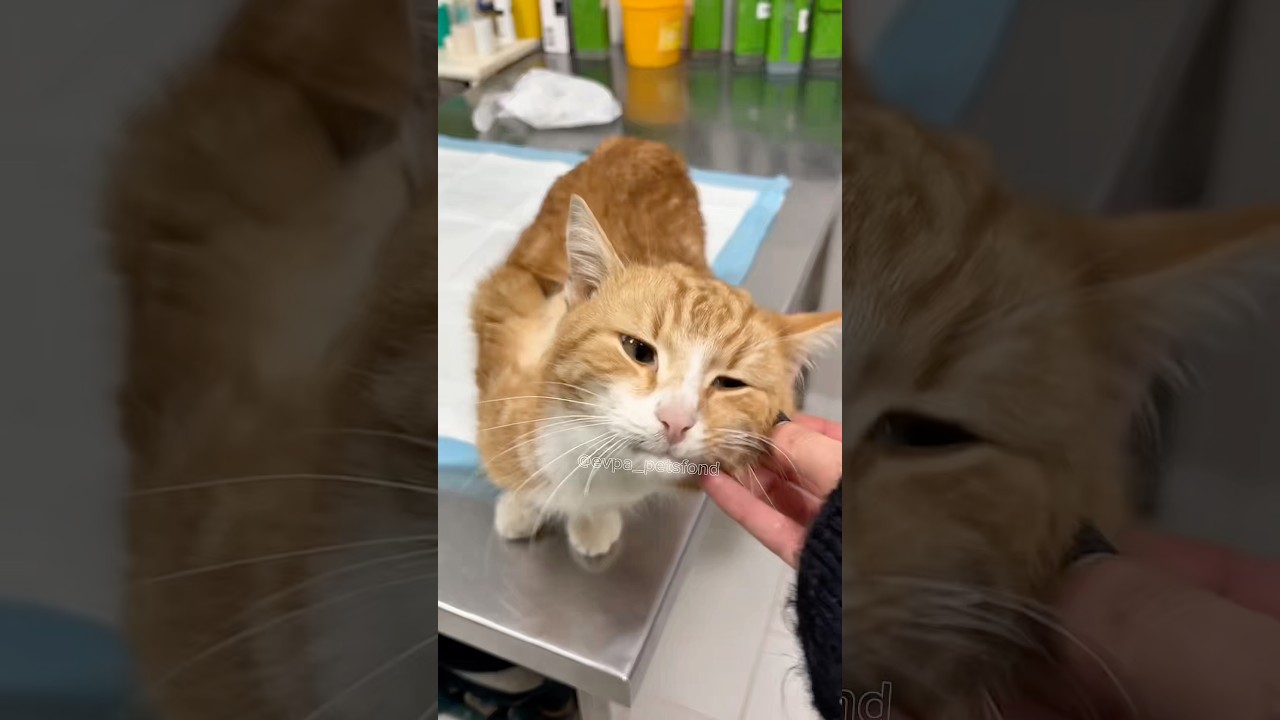 2 котика с ФИП чувствуют себя значительно лучше, третий, Чип в тяжелом состоянии 