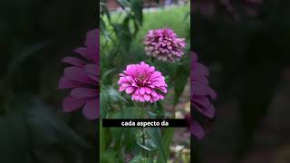 A vulnerabilidade do amor
