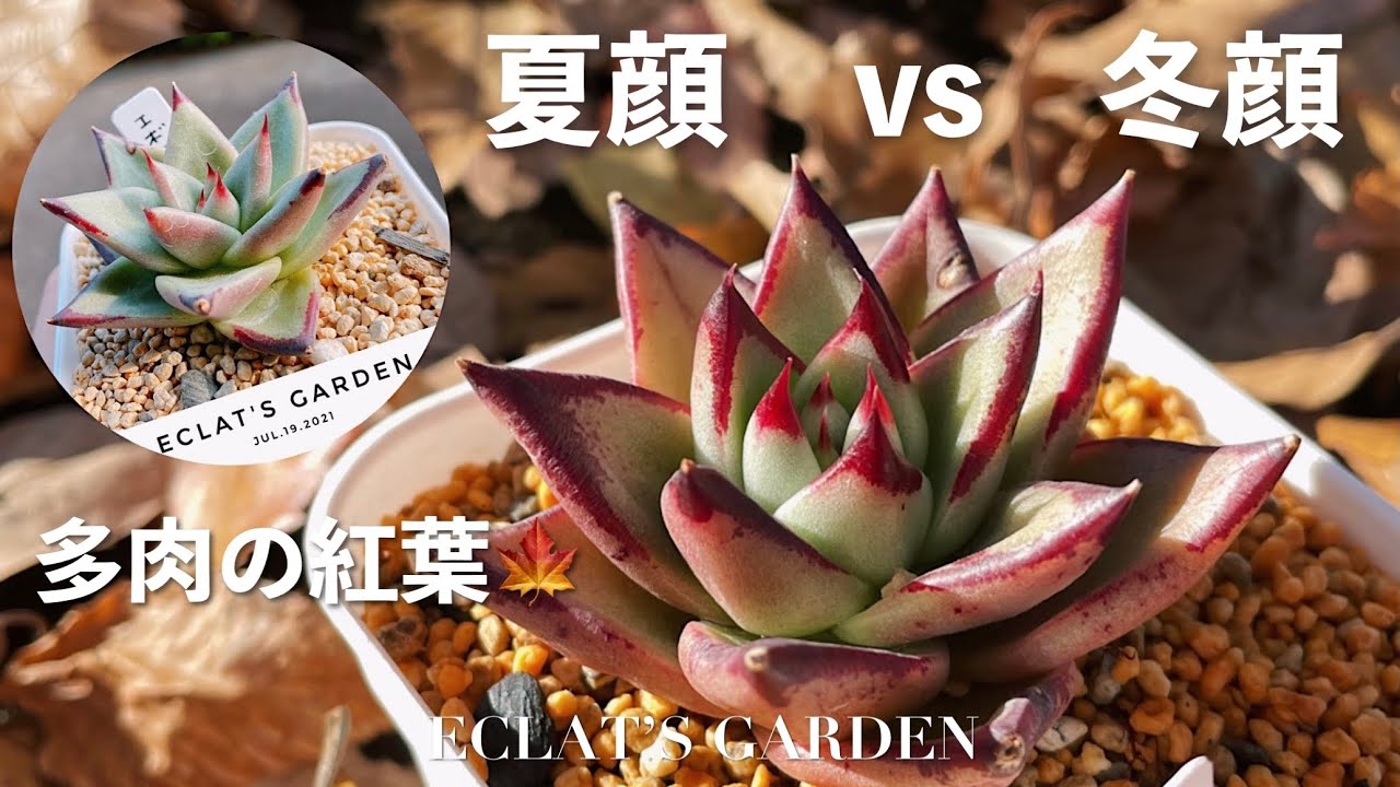 NO.35] [Succulents] As it gets colder, the autumn colors are