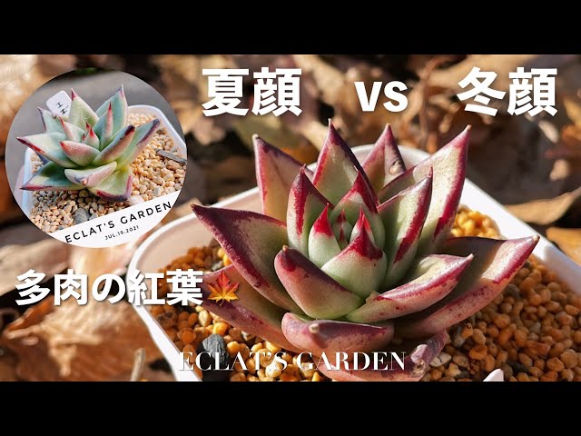 NO.35] [Succulents] As it gets colder, the autumn colors are