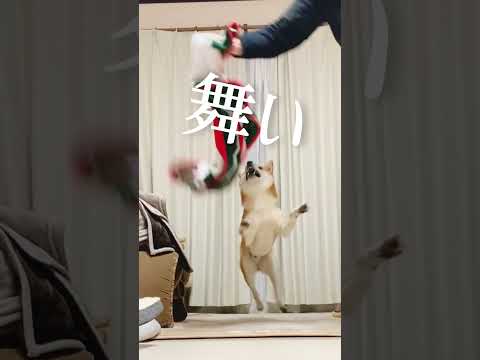 コナンになりかけた柴犬こむぎ【あるじのステップ】