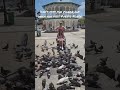 Don’t miss the pigeon guy in Independence Plaza when you visit in Puerto Plata! ￼