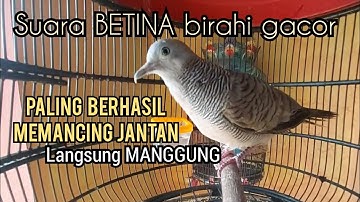 Perkutut Betina memanggil jantan Suara PALING BERHASIL memancing perkutut Jantan Langsung MANGGUNG