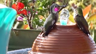 Hummingbirds Bathing on Flower Pot FOUNTAIN Upcycle Attracts Hummingbirds *NO AC Needed  Birdbath