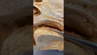 Kijk Eens Wat Er Bovenop Je Tong Ligt