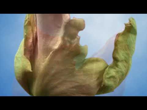 Video: Rosemisvormingen - Oorzaken van misvormde rozenblaadjes en bloemen