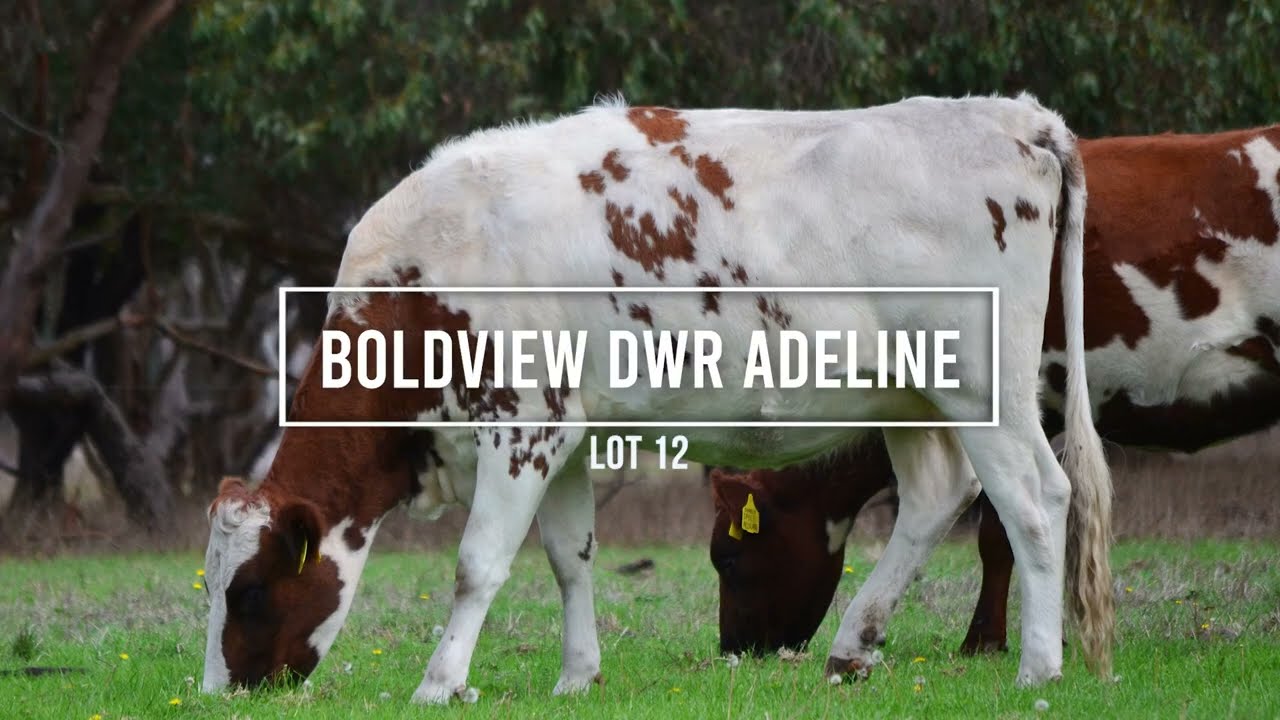 Lot 12 - Boldview DWR Adeline