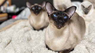 Cute video and cute actors  cats and owners | oriental cats | cat family