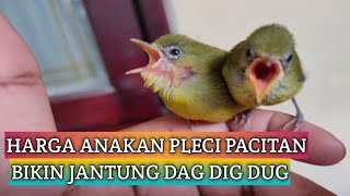 review harga anakan pleci pacitan dari pengepulnya lansung...