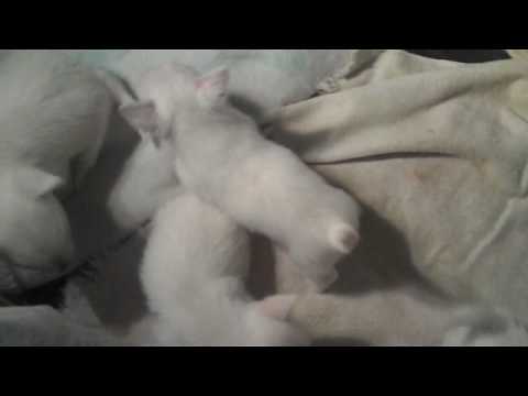 Cats Meow Dogs Bark Rescue ~ Westie Puppies 2