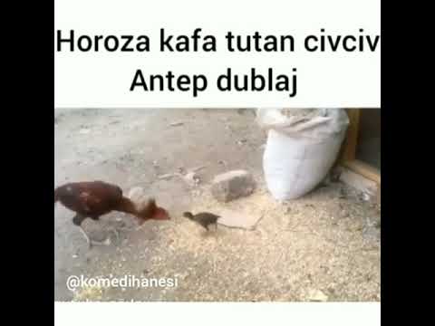 Horoza Kafa Tutan Civciv ( Antep Dublaj ) Gülmek Garantili