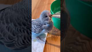 MY BABY BUDGİES AMAZİNG FOOD TİME 🤩🤩🤩🤩🤩#budgies #budgiebaby #lovebirds #wellensittich