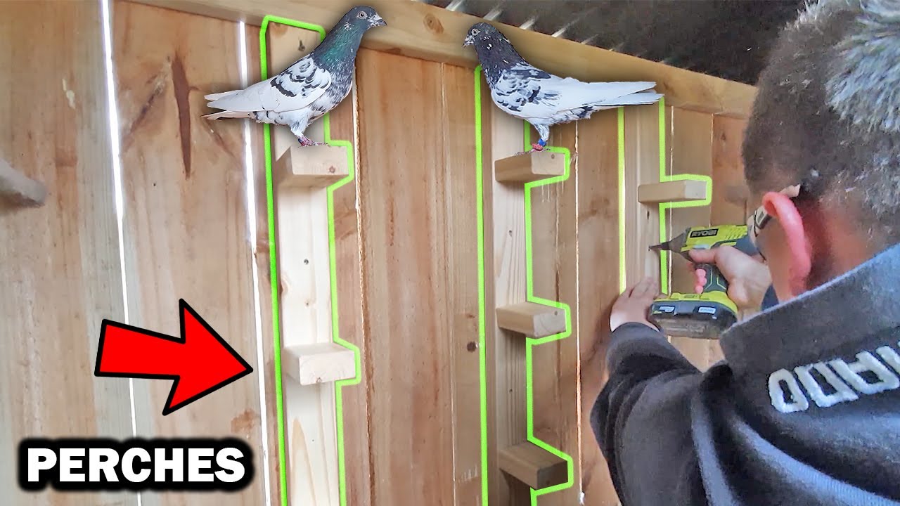 Perches For High Flyer Pigeons YouTube