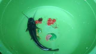 bermain ikan lele | ikan lele kecil | dikolam ember | bukan soal | manfaat ikan lele