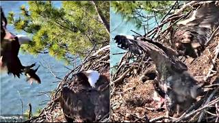 Great Lakes Eagles~ HARRY & HARRIET DELIVER 6 MINNOWS, BIRD & HUGE FISH! SNOW WINGERS & HOPS 5.28.26