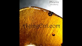 Marijuana Encyclopedia 11 part 2 - Lisa Jackson