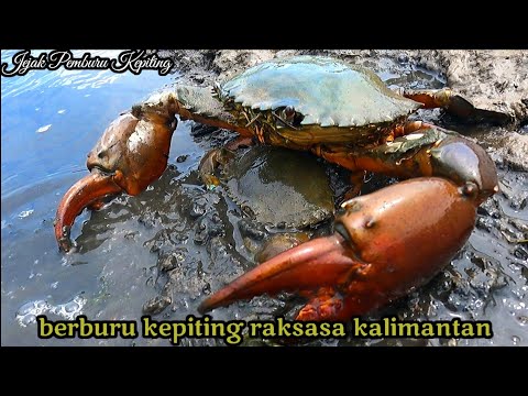 CARA BUDIDAYA KEPITING BAKAU DI RUMAH HASIL MEMUASKAN !!