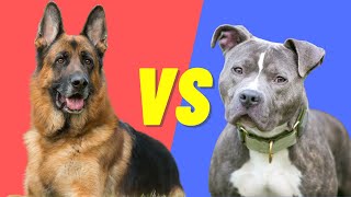 German Shepherd VS PitBull - Compare and contrast the two dog breeds