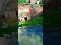 Village life of Bijnor #bijnor #villagelife #viral #foryou #trending