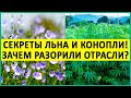 Лён и Конопля важнее золота и нефти! Шокирующая информация. Кто виноват и что делать?