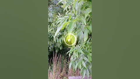 ai Leaf #2023 #calm #leaf #new #tree #trending #funny #art #ai