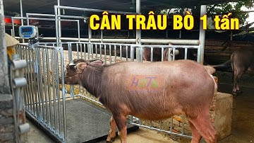 Cân trâu bò 1 tấn có lồng | Cân điện tử Hoàng Thanh 0987 059 224