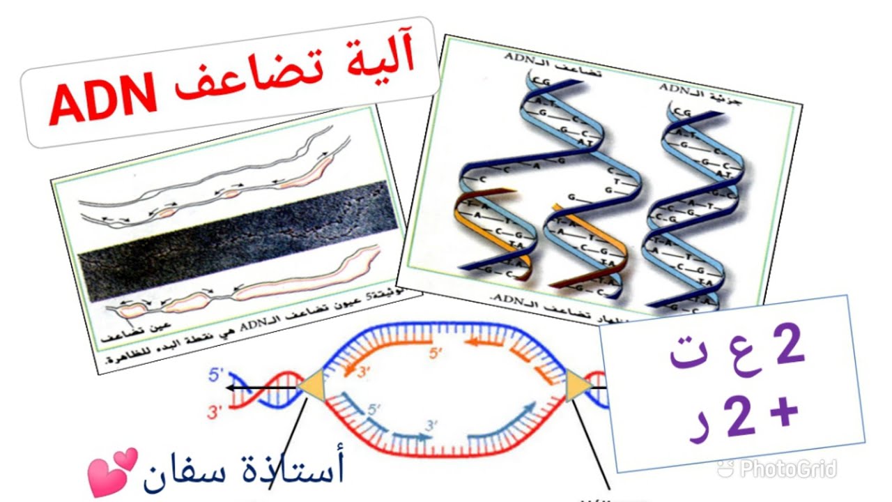 شرح واضح لآلية تضاعف ADN 😍 سنة 2 ع ت وسنة 2 رياضيات