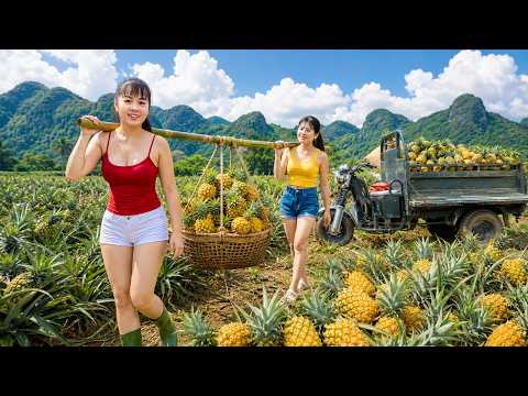 Harvesting Pineapples from the Farm | Truck Transport to Sell at Countryside Market
