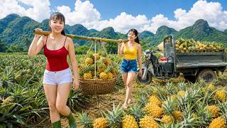 Harvesting Pineapples from the Farm | Truck Transport to Sell at Countryside Market