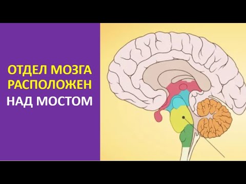 1 головной мозг расположение отделы 2. Отдел мозга расположен над мостом - YouTube