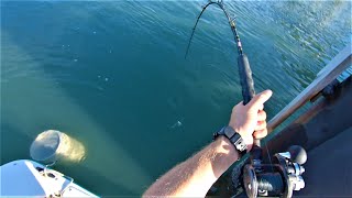 YES PLEASE  NC Flounder and Sheepshead Fishing