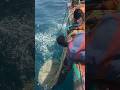 ❗Trawler Net Fishing 💢 Indian Fishing adventure