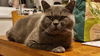 Mochi the British Shorthair Cat on the Table by Mochi The Boy 235 views 3 months ago 2 minutes, 24 seconds