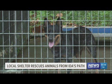 Video: Adoptable Dog of the Week - Karma