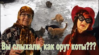 &quot;Вы слыхали, как орут коты???&quot; - песня-пародия