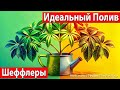 Идеальный Полив Шеффлеры: Секреты, Которые Вы Должны Знать