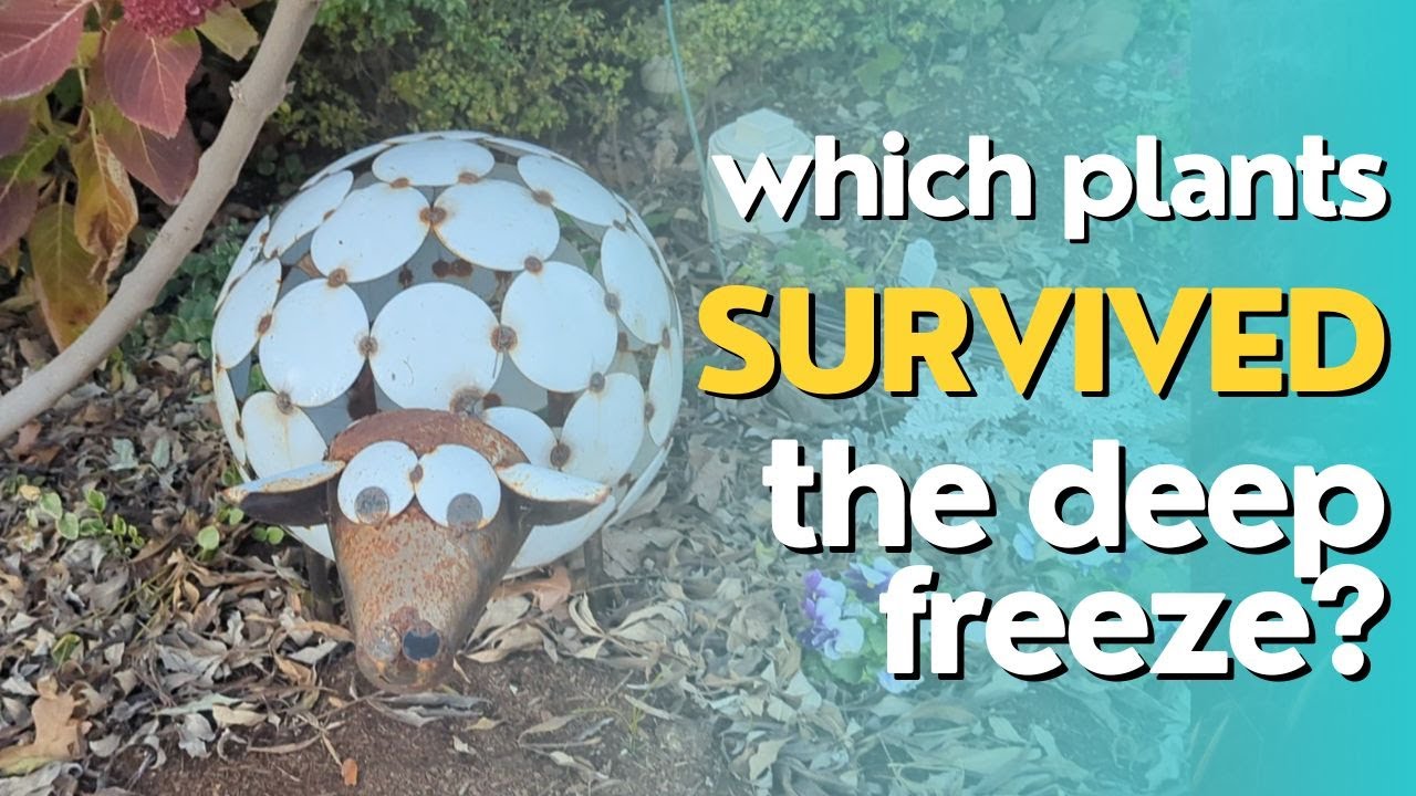 Which Plants Survived The Deep Freeze?? 90 Hours Below Freezing! 