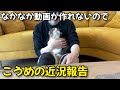 猫と暮らす40代サラリーマンの日常生活