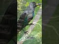 Learn 5 Bird Names for Kids 🐦 Fun Learning #shorts