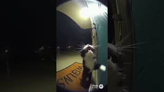 Ring Cam Records Cat Fighting To Survive Brutal Rainstorm