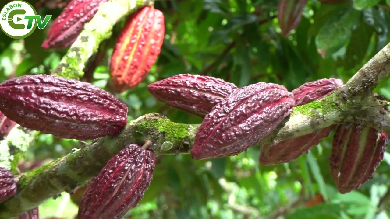 Ecuador vuelve a destacar en el escenario internacional del cacao. 🌱🍫