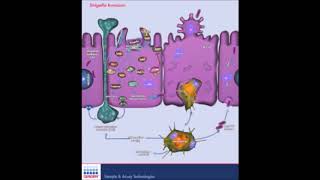 Shigella bacteria | الشيغلا أو شيغيلة أو شيغيلا