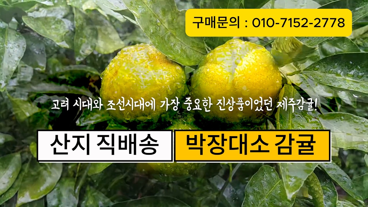 산지 직배송, '박장대소농원' 제주감귤!