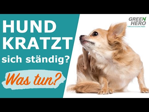 Video: Kratzen Beim Hund? So Kann Tiernahrung Helfen