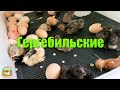 #204 Вылупились кохинхины и гергебильские цыплята. Петушиные разборки / Переезд на ЮГ из Москвы