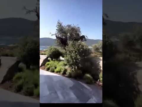 للفرحة كم صوت اغنية العيد احمد سعد  أحمد سعد العيد اغنية العيد