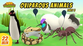 Oviparous Animals Minisode Compilation (Part 3/7) - Leo the Wildlife Ranger | Animation | For Kids
