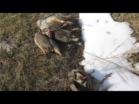 Ловлю куропаток. ЛОВУШКА для куропаток. Силки на куропатку. ЛОВУШКА для куропаток летом.