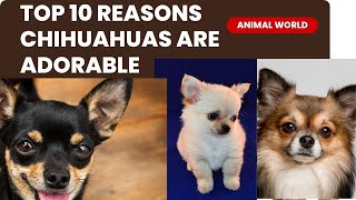 Top 10 Reasons Why Chihuahuas are Absolutely Adorable!