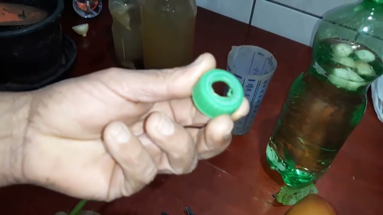 VOCÊ JÁ APRENDEU ENRAIZAR ESTACA MANGA NA ÁGUA!!!!!